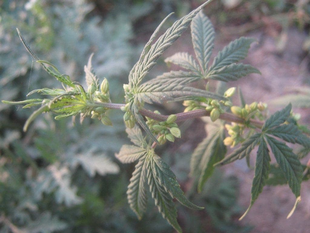 Male cannabis indica plant.