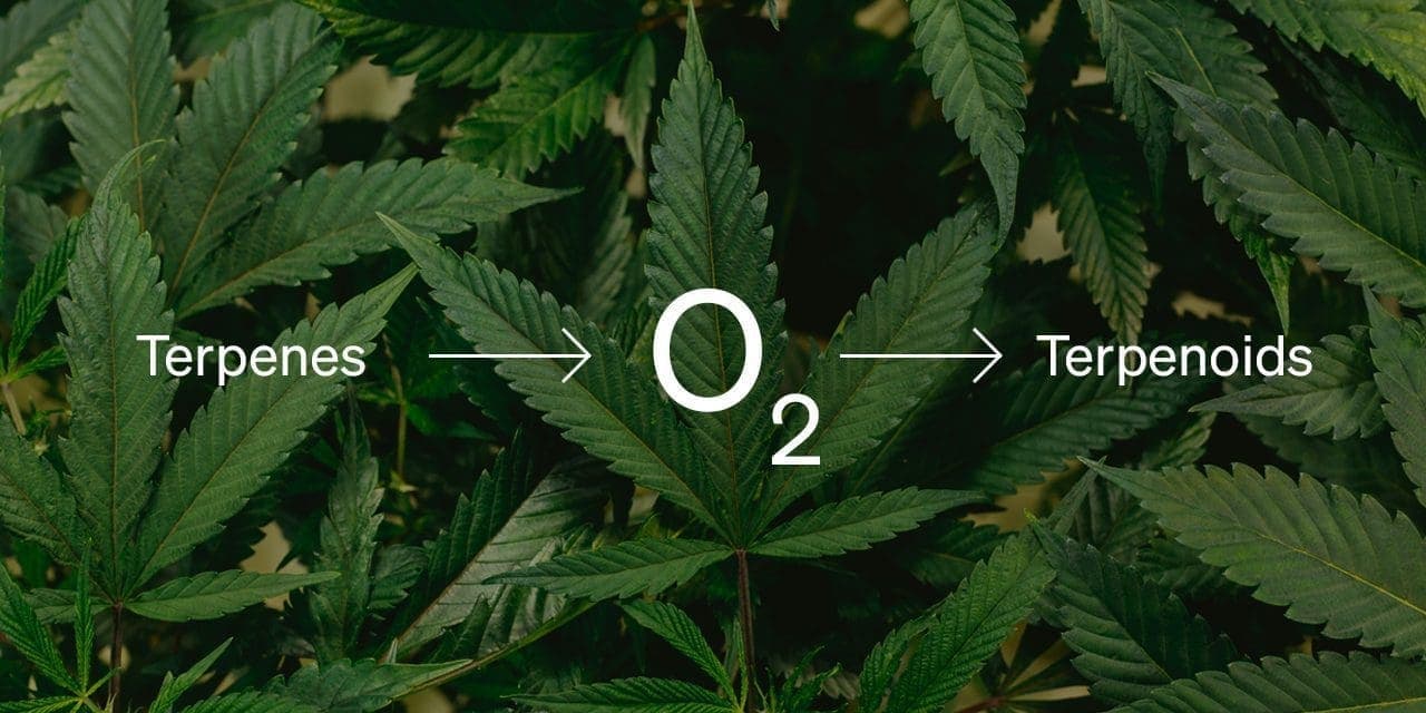 terpenes arrowed to Dioxygen chemical formula then arrowed to terpenoids over marijuana plant bg