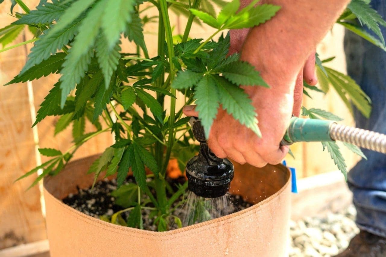 watering marijuana plant