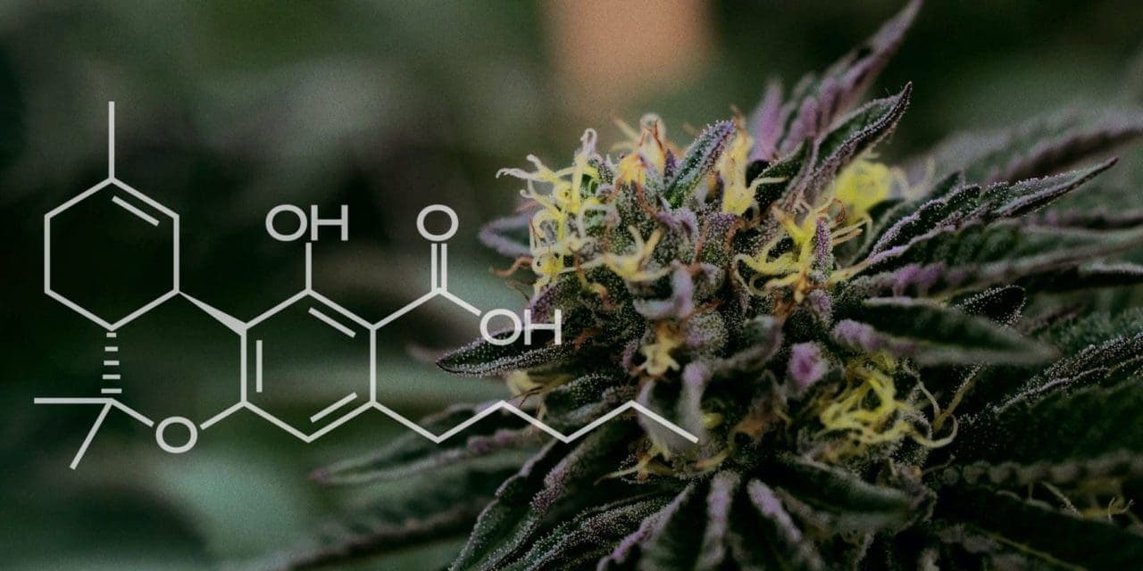 THCA chemical compound structure with cannabis background