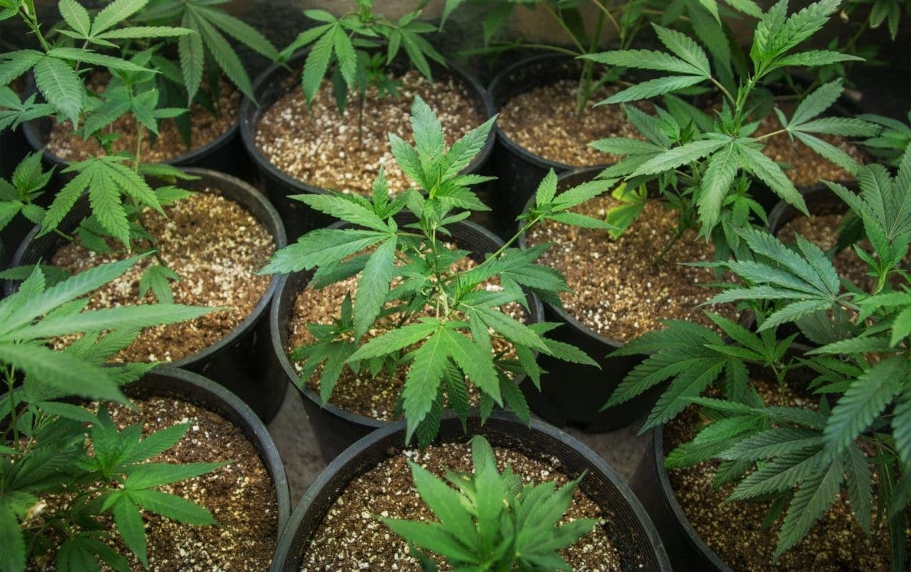 cannabis plants