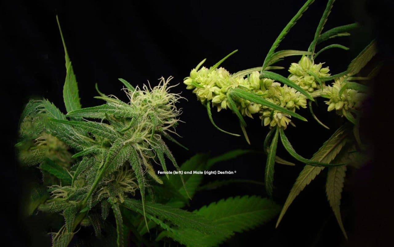 Importance letting your cannabis plant have sex