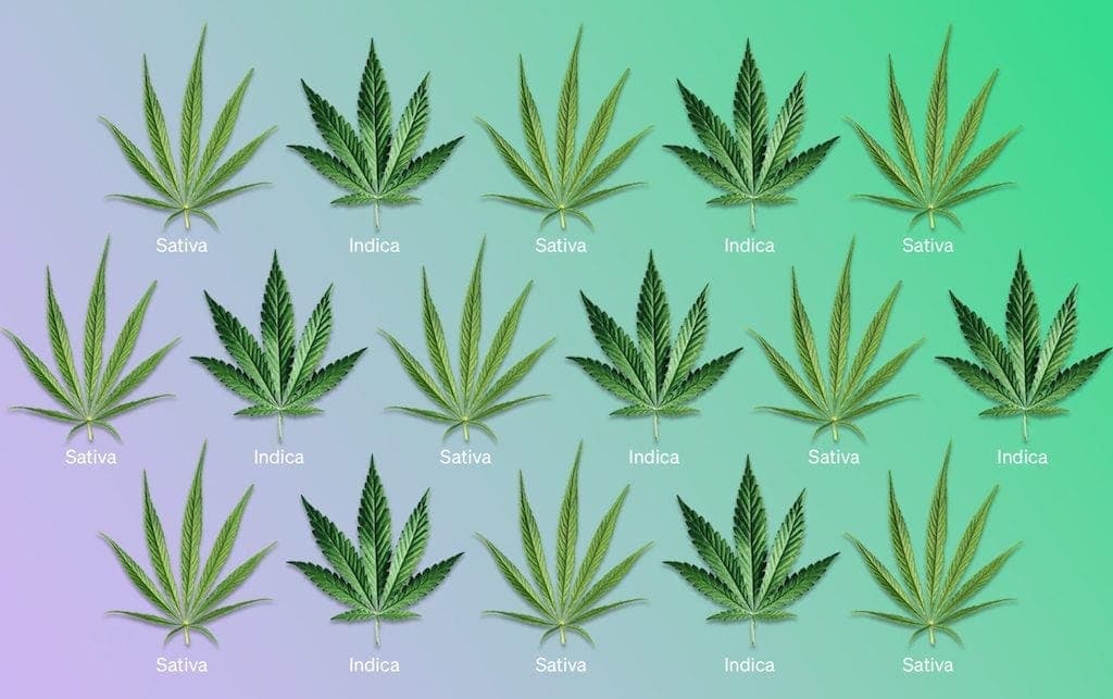 sativa indica